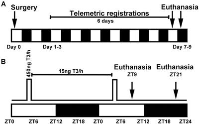 The Circadian Oscillator of the Cerebellum: Triiodothyronine Regulates Clock Gene Expression in Granule Cells in vitro and in the Cerebellum of Neonatal Rats in vivo